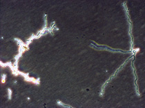 Fungus as cell culture contamination